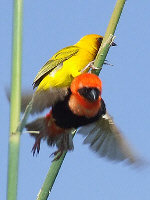 Southern Red Bishop & Masked Weaver Southern Red Bishop & Masked Weaver